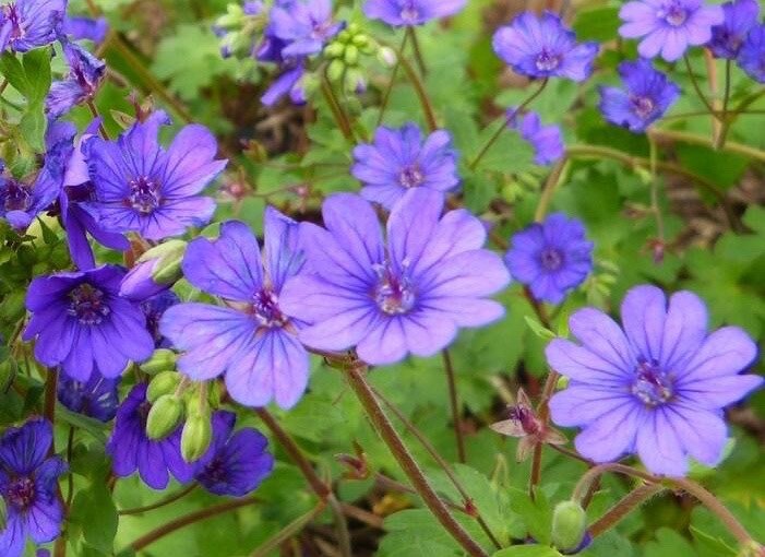 Geranium Pyrenaicum Flower Seeds – Heirloom, Non-GMO, High Germination Seeds