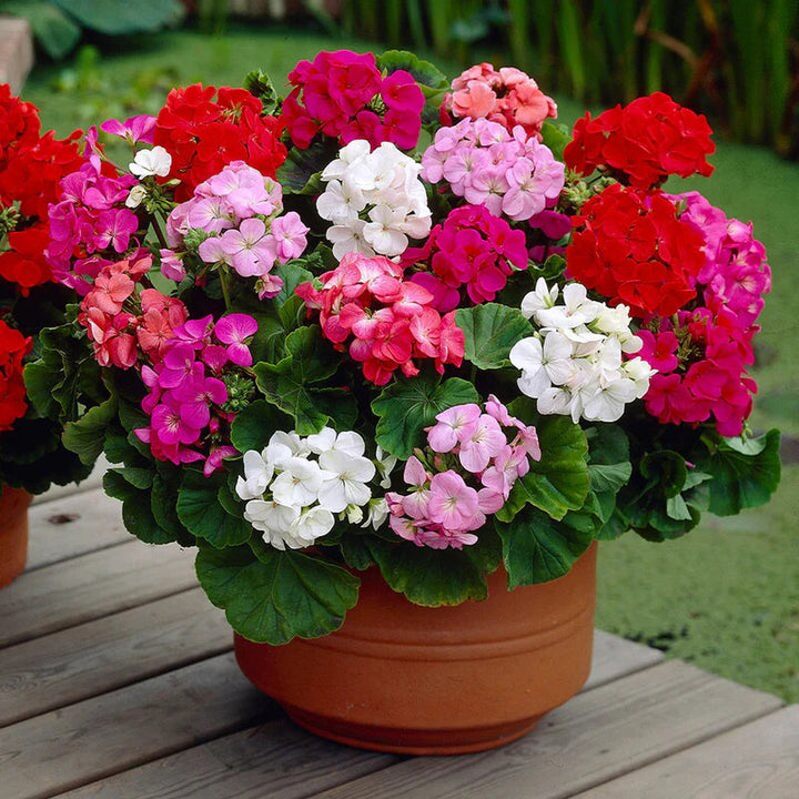 Mixed Apple Geranium Flower Seeds – Heirloom, Non-GMO, High Germination Seeds