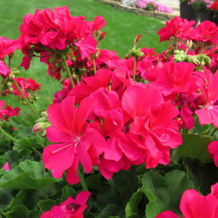 Dark Pink Geranium Flower Seeds – Heirloom Non-GMO High Germination Seeds