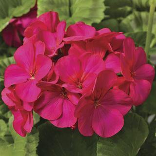 Dark Pink Geranium Flower Seeds – Heirloom, Non-GMO, High Germination Seeds