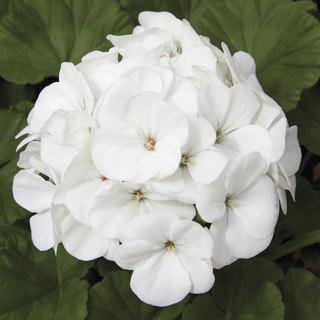 White Geranium Flower Seeds Heirloom Non-GMO High Germination Seeds for Planting