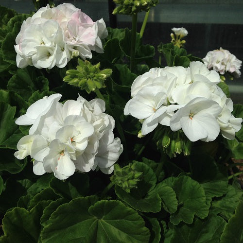Geranien Blumensamen Weiß – Alte Sorte, gentechnikfrei, hohe Keimrate