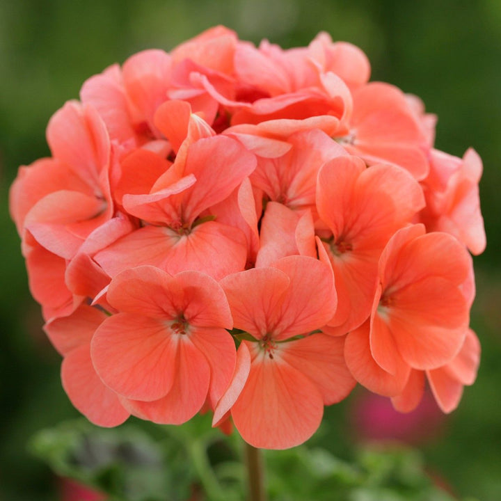 Orange Geranium Flower Seeds – Heirloom, Non-GMO, High Germination Seeds