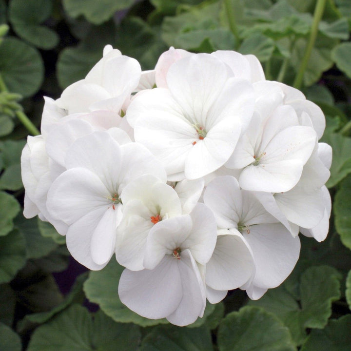 White Geranium Flower Seeds Heirloom Non-GMO High Germination Seeds for Planting