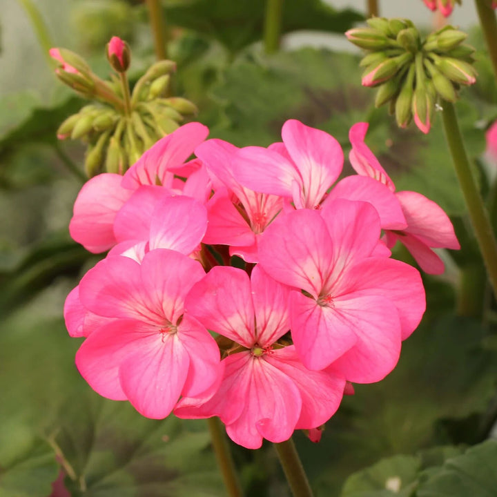 Pink Geranium Flower Seeds Heirloom Non-GMO High Germination Seeds for Planting
