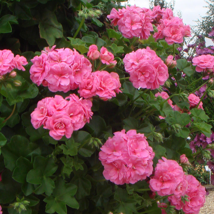 Ivy Geranium Flower Seeds Pink – Heirloom, Non-GMO, High Germination Seeds