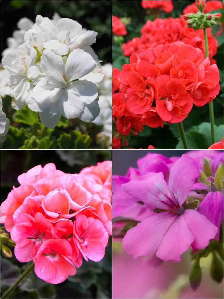 Perennial Geranium Flowers Seeds – Heirloom, Non-GMO, High Germination Seeds
