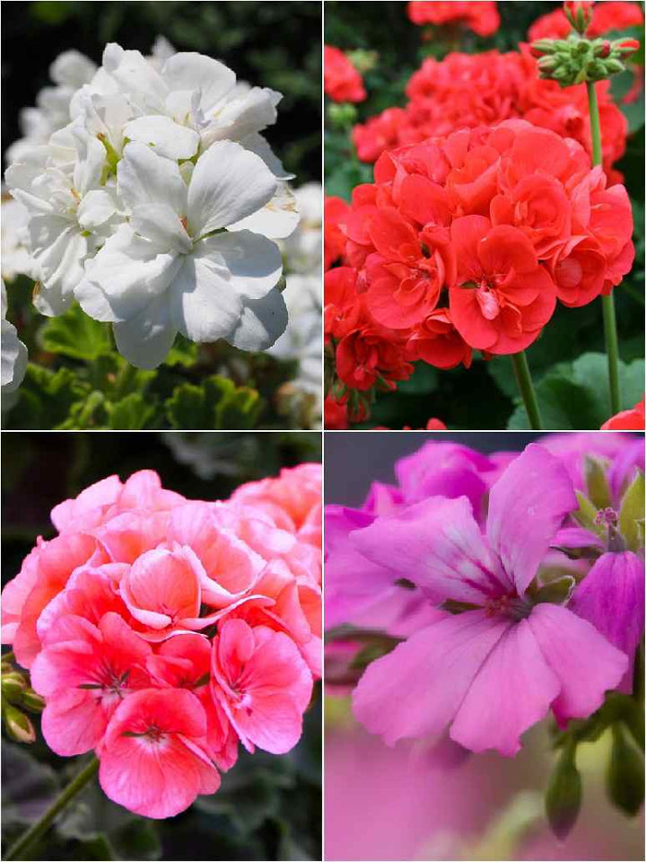 Perennial Geranium Flowers Seeds – Heirloom, Non-GMO, High Germination Seeds