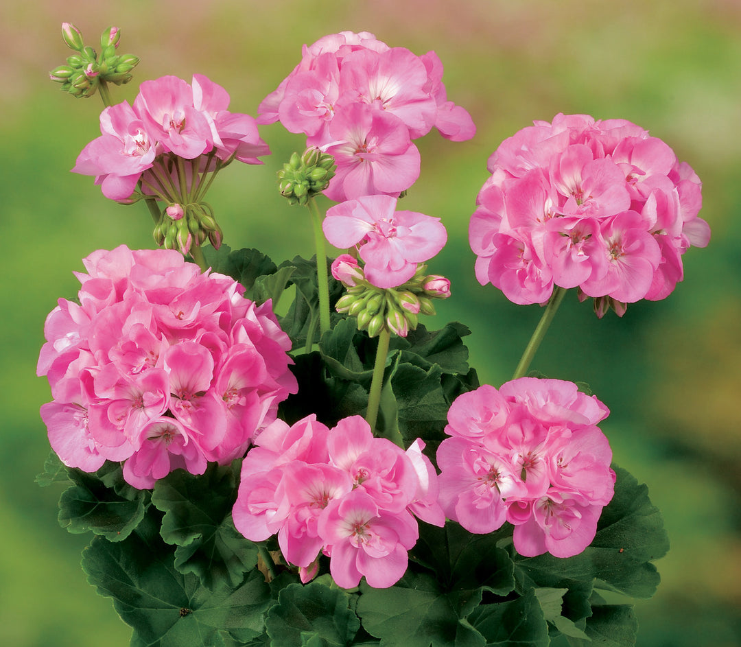 Pink Ivy Geranium Flower Seeds – Heirloom, Non-GMO, High Germination Seeds