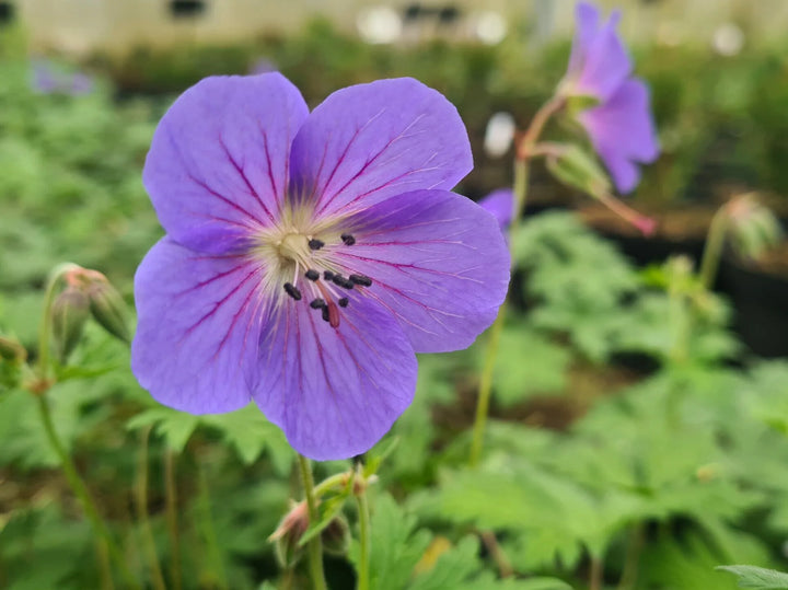 Rozanne Geranium Flower Seeds for Planting – Heirloom Non-GMO Hardy Geranium Seeds for Garden &amp; Pots