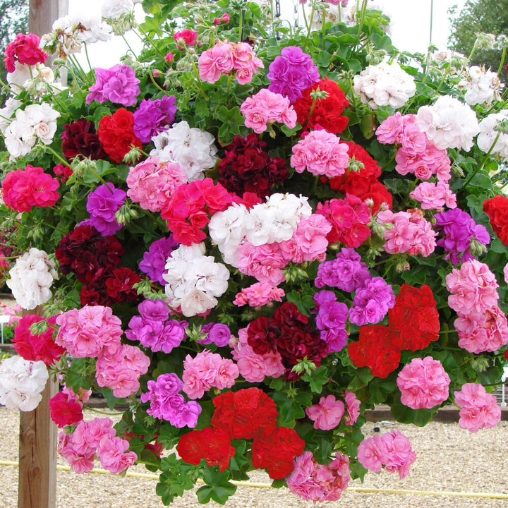 Mixed Climbing Geranium Flower Seeds – Heirloom, Non-GMO, High Germination Seeds