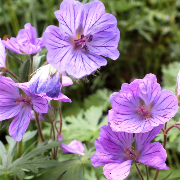 Purple White Geranium Flower Seeds Heirloom Non-GMO High Germination Organic Garden Seeds for Planting