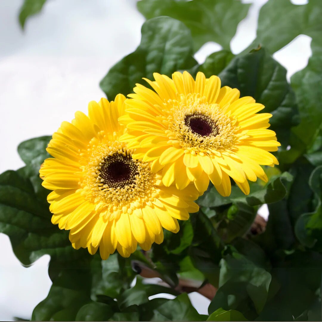Daisy Gerbera Flower Seeds Yellow – Heirloom, Non-GMO, High Germination