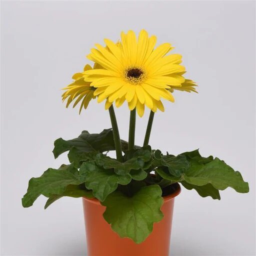Yellow Daisy Gerbera Flower Seeds – Heirloom, Non-GMO, High Germination Seeds