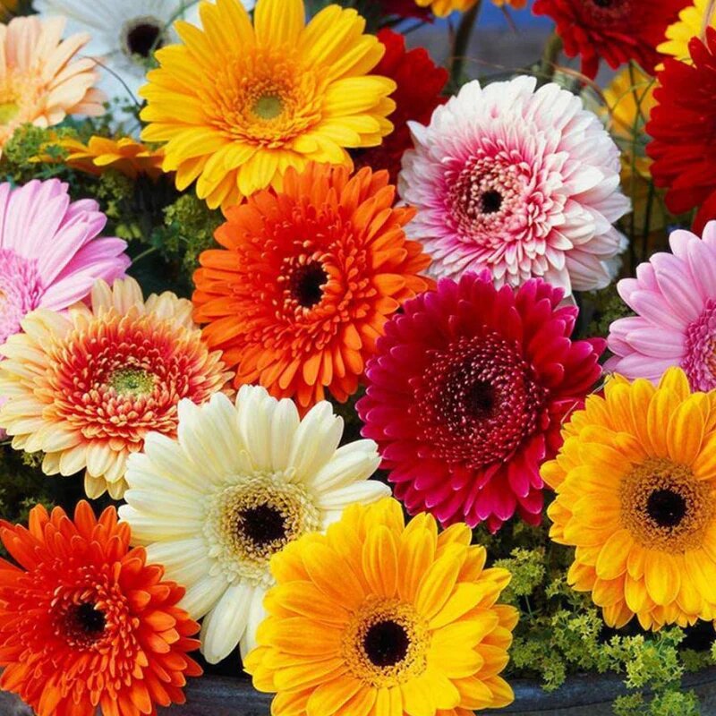Mixed Gerbera Flower Seeds – Heirloom, Non-GMO, High Germination Seeds