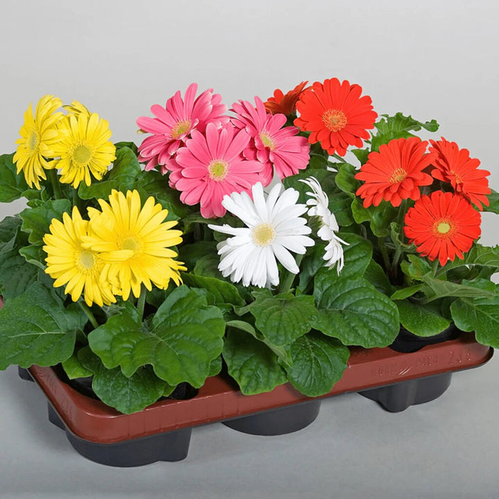 Gemischte Jamesonii-Blumensamen – Alte Sorte, gentechnikfrei, keimstarke Bio-Gartensamen zum Pflanzen