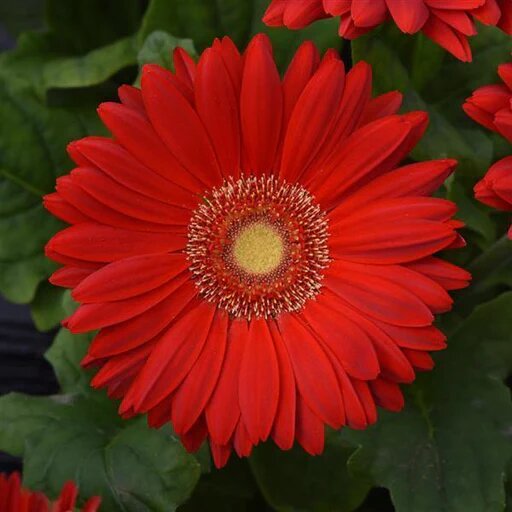 Gerbera Flower Seeds Red – Heirloom, Non-GMO, High Germination Seeds for Planting