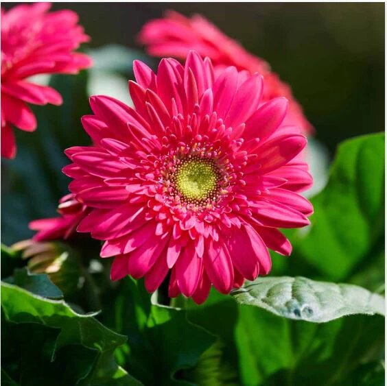 Pink Gerbera Flower Seeds – Heirloom, Non-GMO, High Germination Seeds