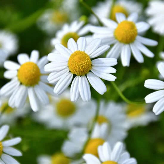 German Chamomile flower seeds for planting heirloom non-GMO garden seeds with white daisy blooms growing naturally in a home garden