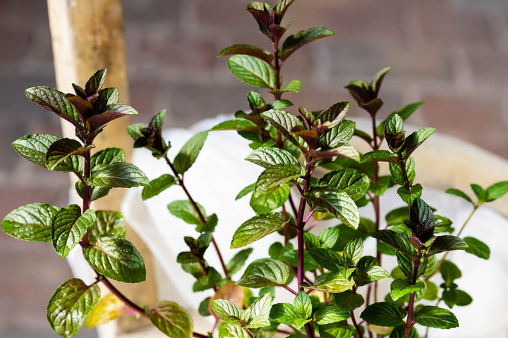 Chocolate Mint Herb Seeds for Planting – Heirloom, Non-GMO, Organic Garden Seeds, High Germination