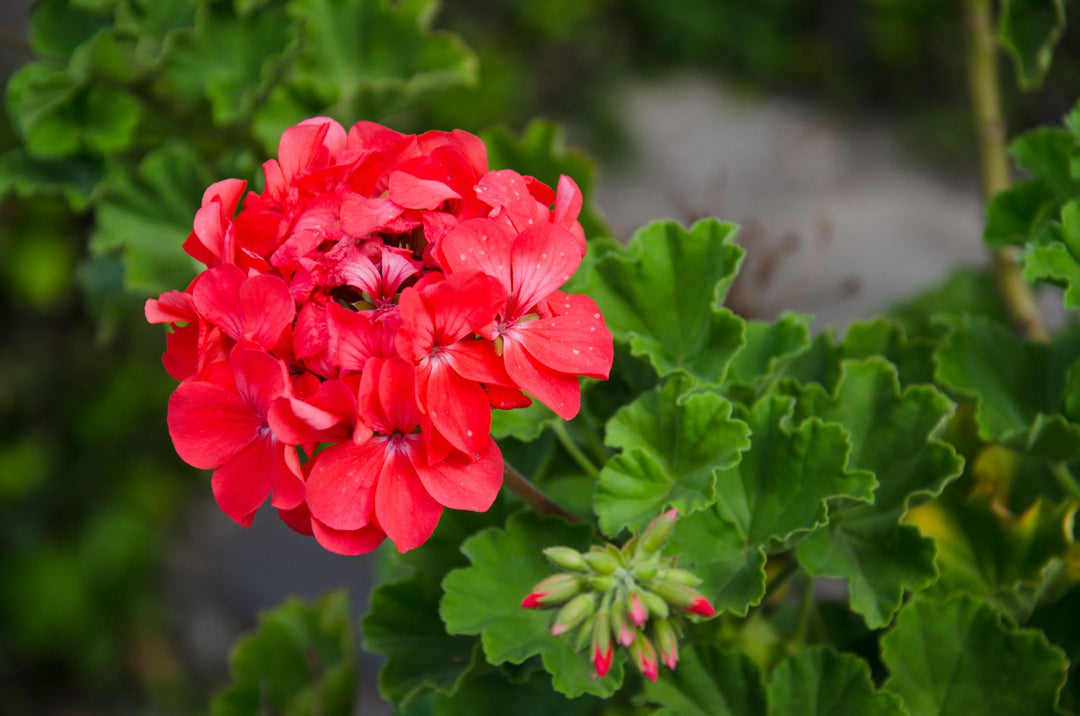 Rote Mini-Geranien-Blumensamen – Alte Sorte, gentechnikfrei, keimstark, Bio-Gartensamen zum Pflanzen