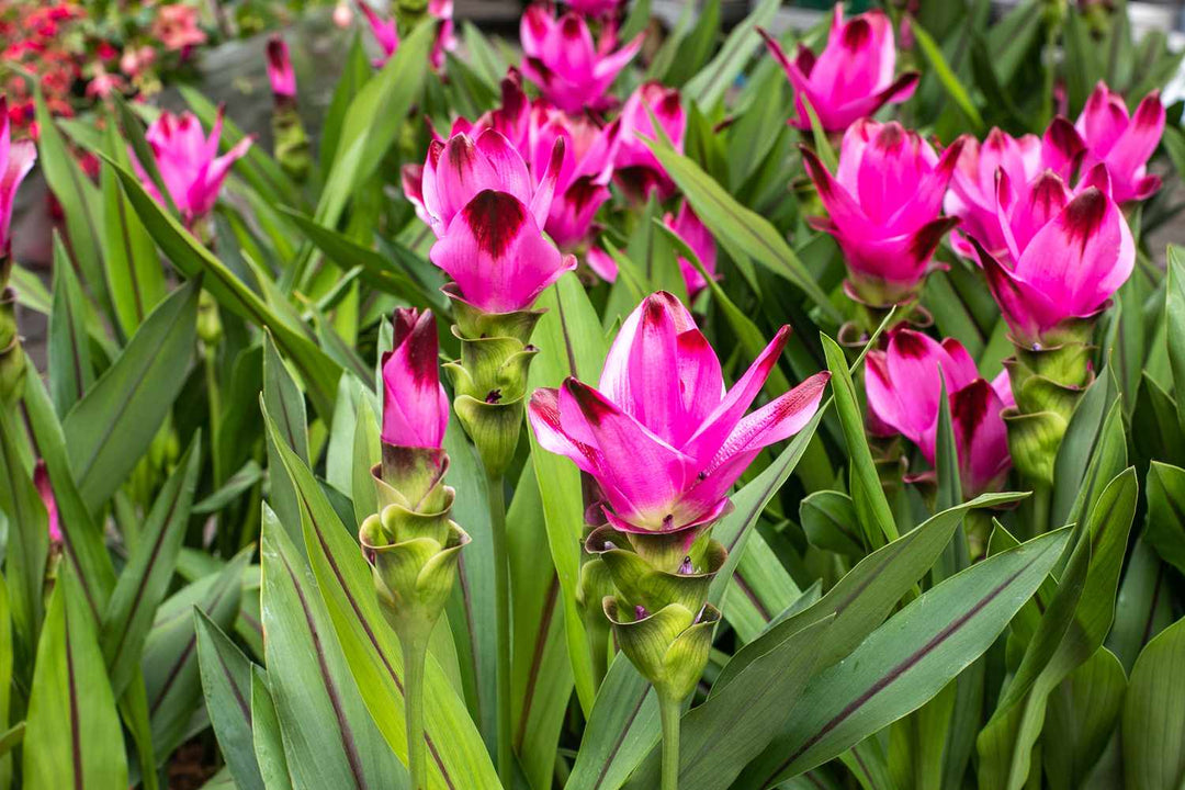 Curcuma Flower Seeds Pink Red – Heirloom Non-GMO Organic Garden Seeds