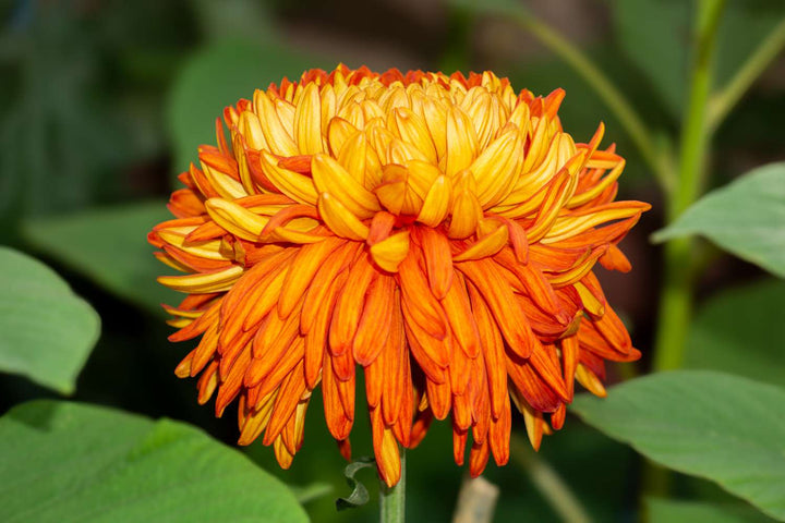 Orange Chrysanthemum Flower Seeds for Planting – Heirloom Non-GMO Organic Garden Seeds