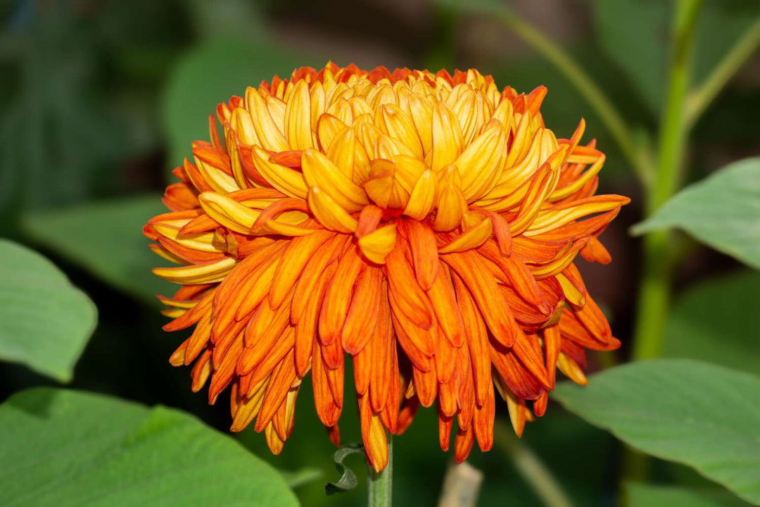 Orange Giant Chrysanthemum Flower Seeds – Heirloom, Non-GMO, High Germination Organic Seeds