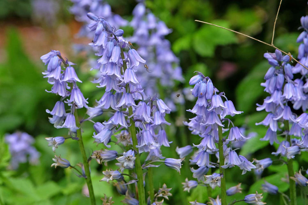 Light Purple Bell Flower Seeds – Heirloom, Non-GMO, High Germination Organic Garden Seeds for Planting