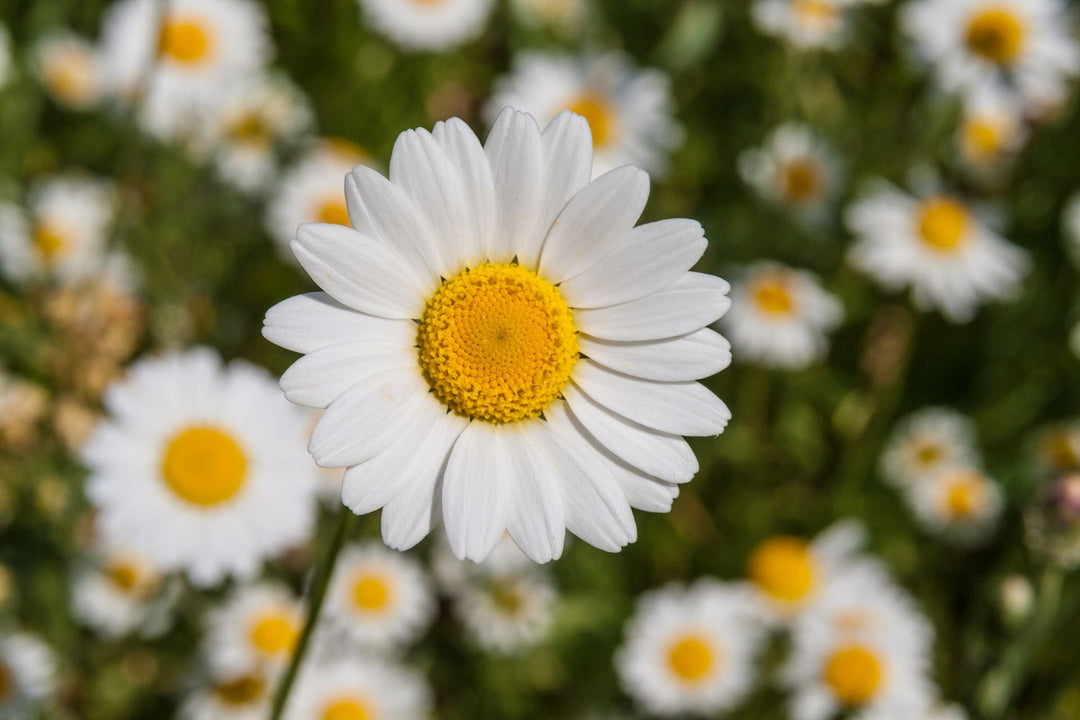 Daisy Flower Seeds White – Heirloom Non-GMO High Germination Organic Garden Seeds