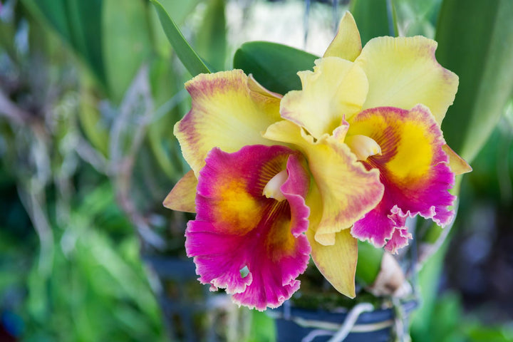 Yellow Pink Cattleya Flower Seeds for Planting – Heirloom Non-GMO High Germination