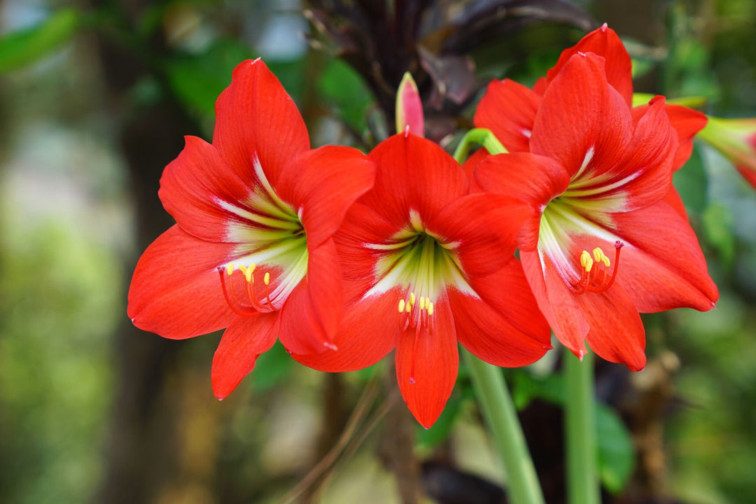 amaryllis flower flower seeds