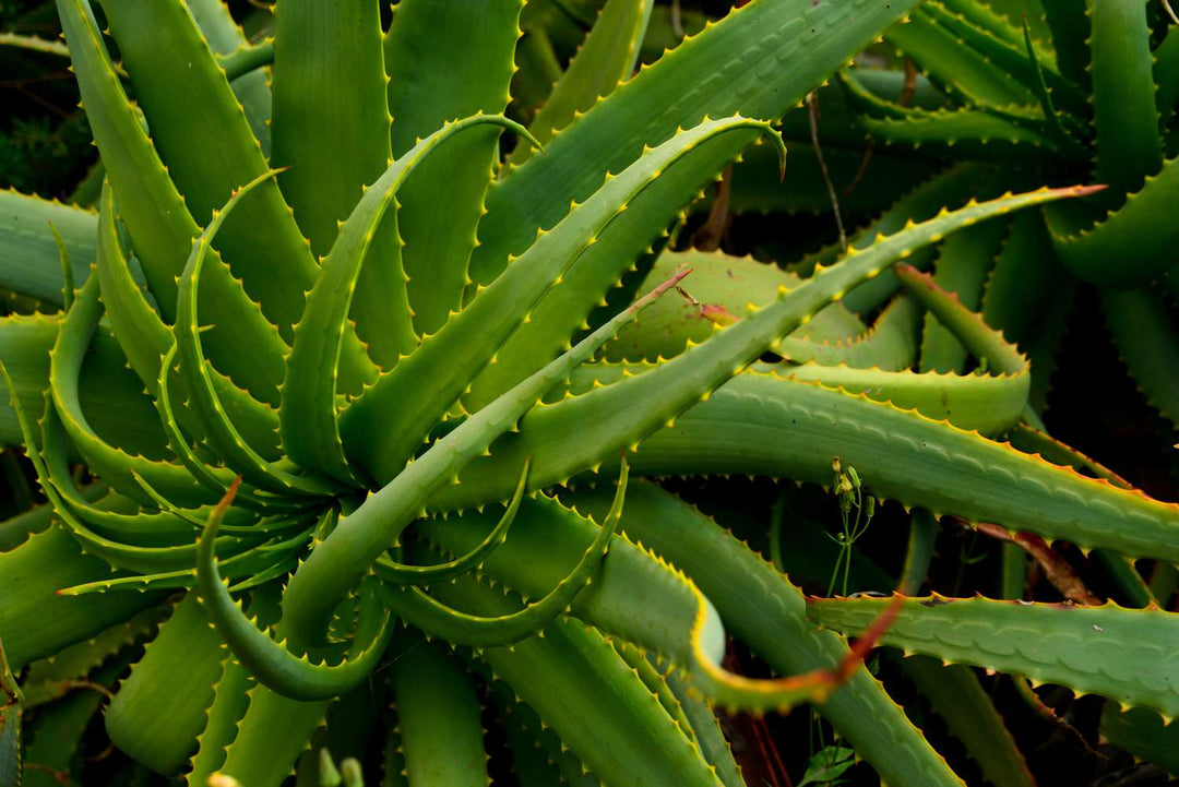 Krantz Aloe Plant Seeds for Planting – Heirloom, Non-GMO, High Germination Organic Garden Seeds