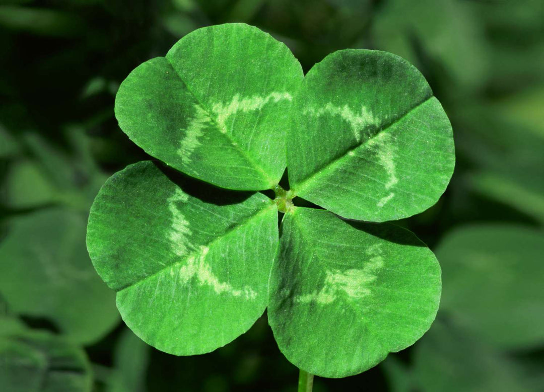 Four Leaf Clover Herb Seeds for Planting – Heirloom, Non-GMO, High Germination Seeds