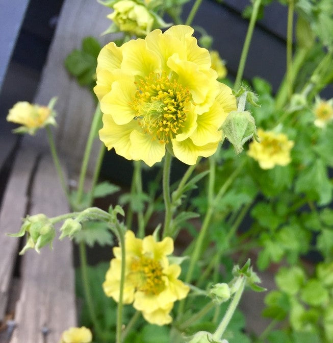 Yellow Geum Flower Seeds for Planting – Heirloom, Non-GMO, High Germination Seeds