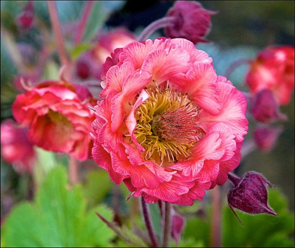 Pink Geum Flower Seeds – Heirloom, Non-GMO, High Germination Seeds
