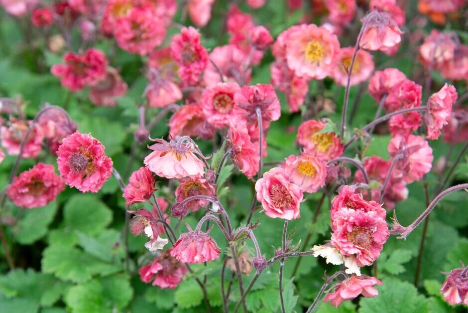 Pink Geum Flower Seeds – Heirloom, Non-GMO, High Germination Seeds
