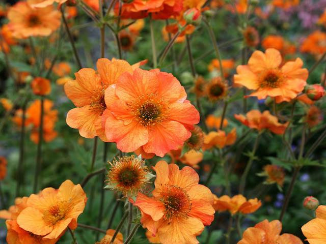 Geum Flower Seeds Orange – Heirloom, Non-GMO, High Germination Seeds for Planting
