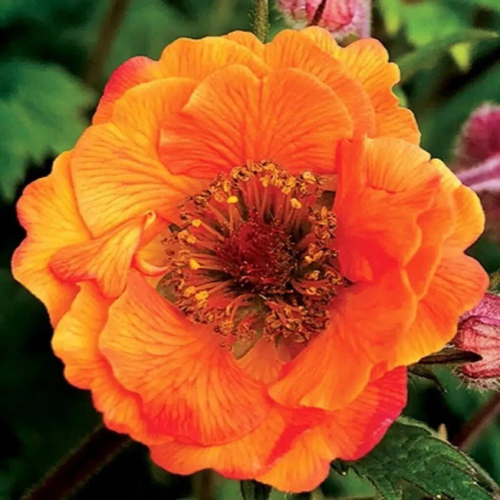 Geum Flower Seeds Orange – Heirloom, Non-GMO, High Germination Seeds for Planting