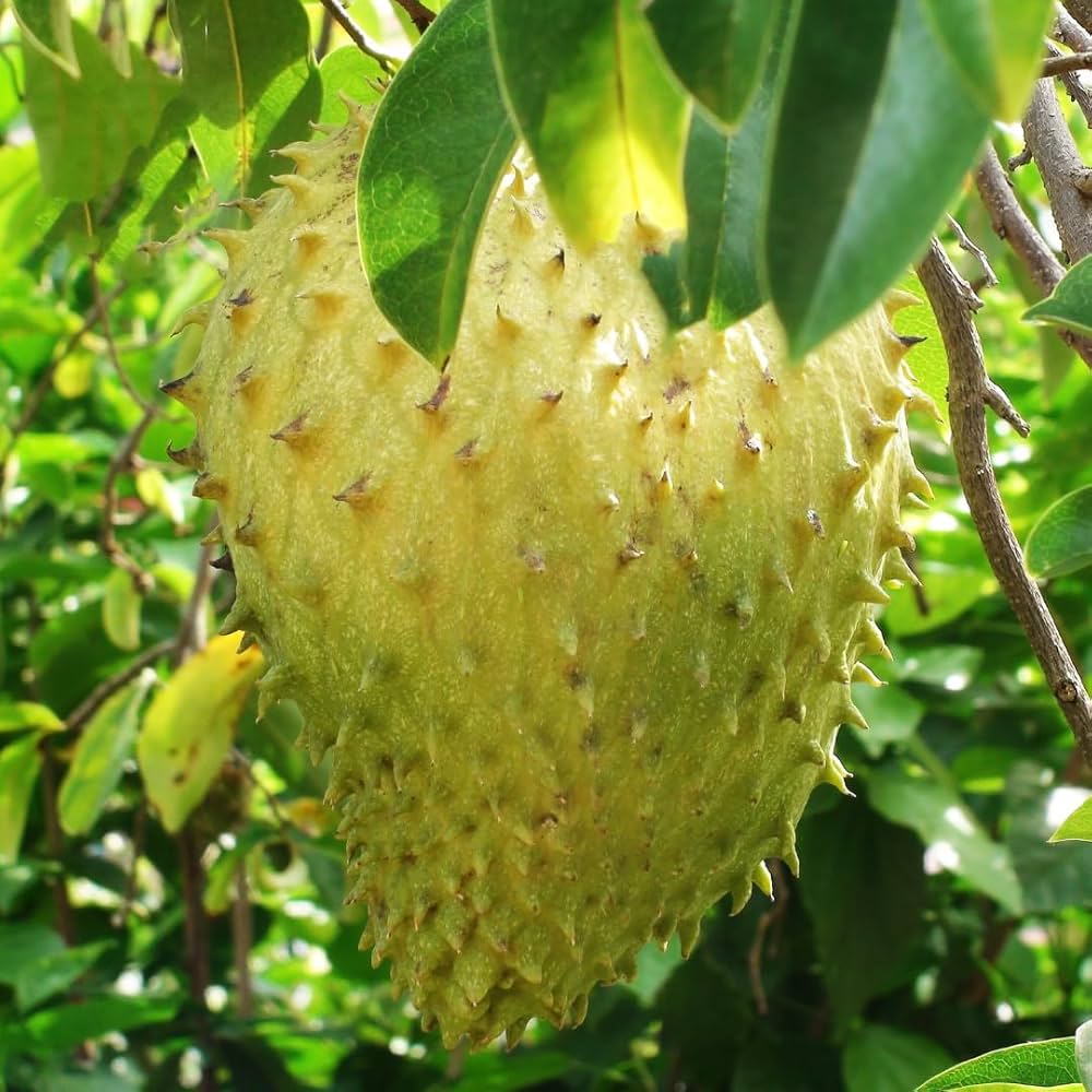 giant soursop flower seeds