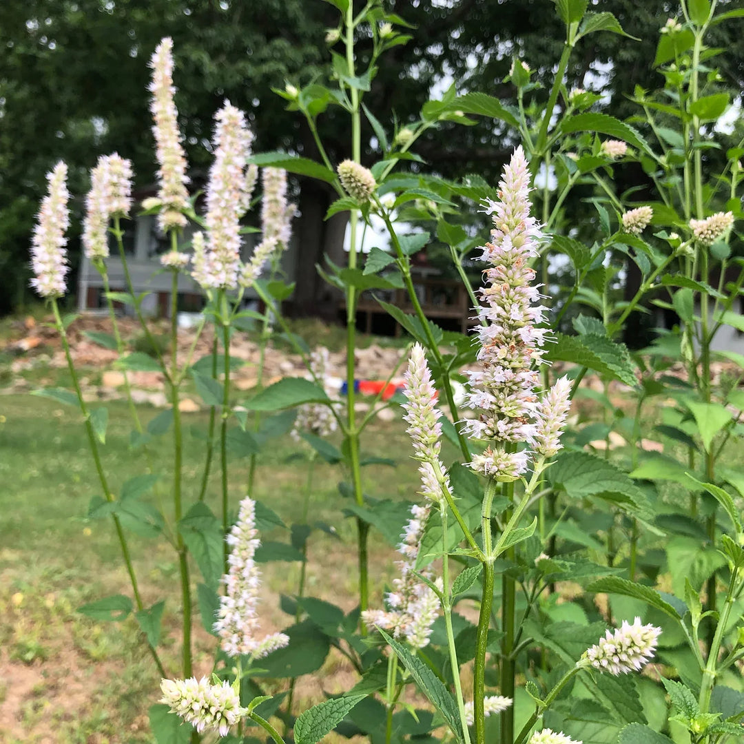 White Giant herb seeds