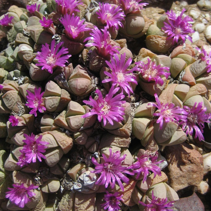 Gibbaeum Petrense Flower Seeds – Heirloom, Non-GMO, High Germination Organic Garden Seeds for Planting