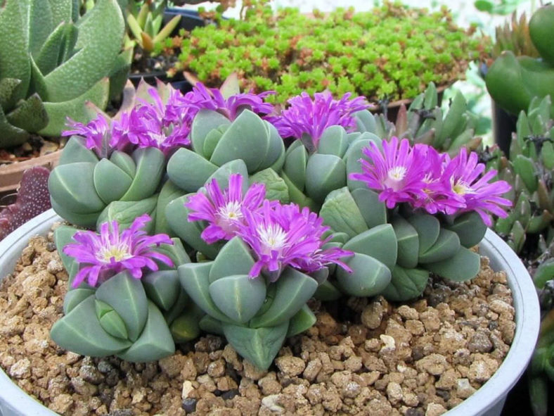 Gibbaeum Petrense Flower Seeds – Heirloom, Non-GMO, High Germination Organic Garden Seeds for Planting