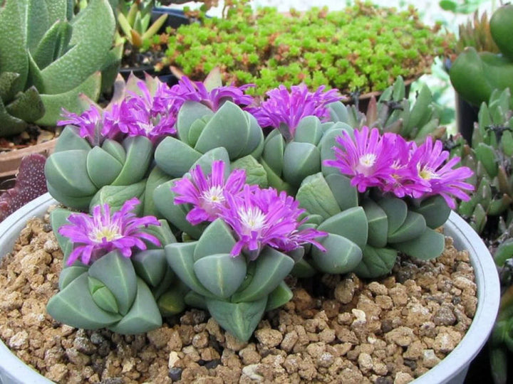 Gibbaeum Petrense Flower Seeds – Heirloom, Non-GMO, High Germination Organic Garden Seeds for Planting