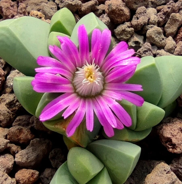Gibbaeum Petrense Flower Seeds – Heirloom, Non-GMO, High Germination Organic Garden Seeds for Planting