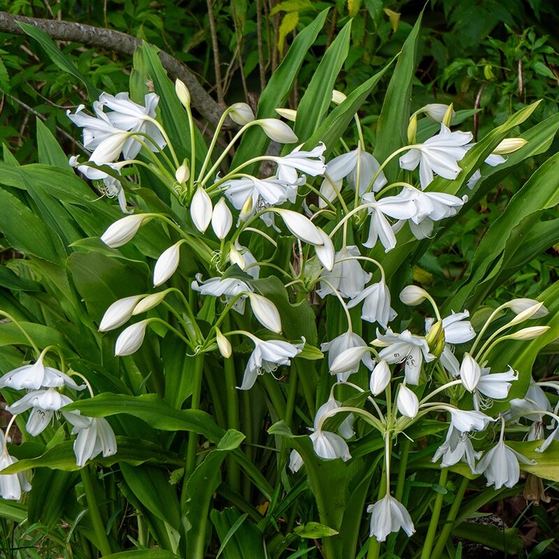 Hedychium Flower Seeds White – Heirloom, Non-GMO, High Germination Seeds