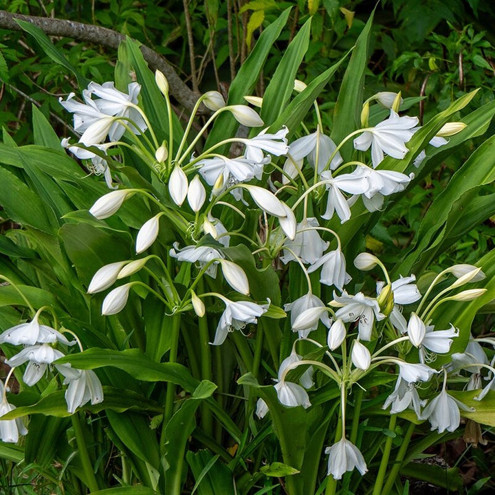 Hedychium Flower Seeds White – Heirloom, Non-GMO, High Germination Seeds