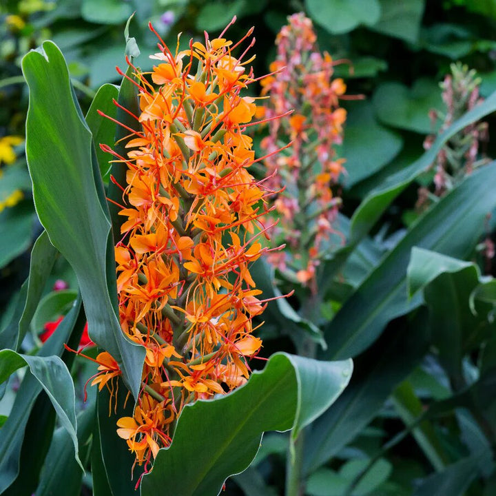 Orange Hedychium Flower Seeds – Heirloom, Non-GMO, High Germination Seeds