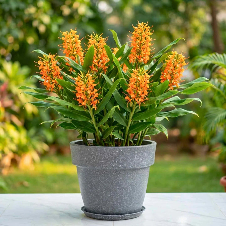 Orange Hedychium Flower Seeds – Heirloom, Non-GMO, High Germination Seeds