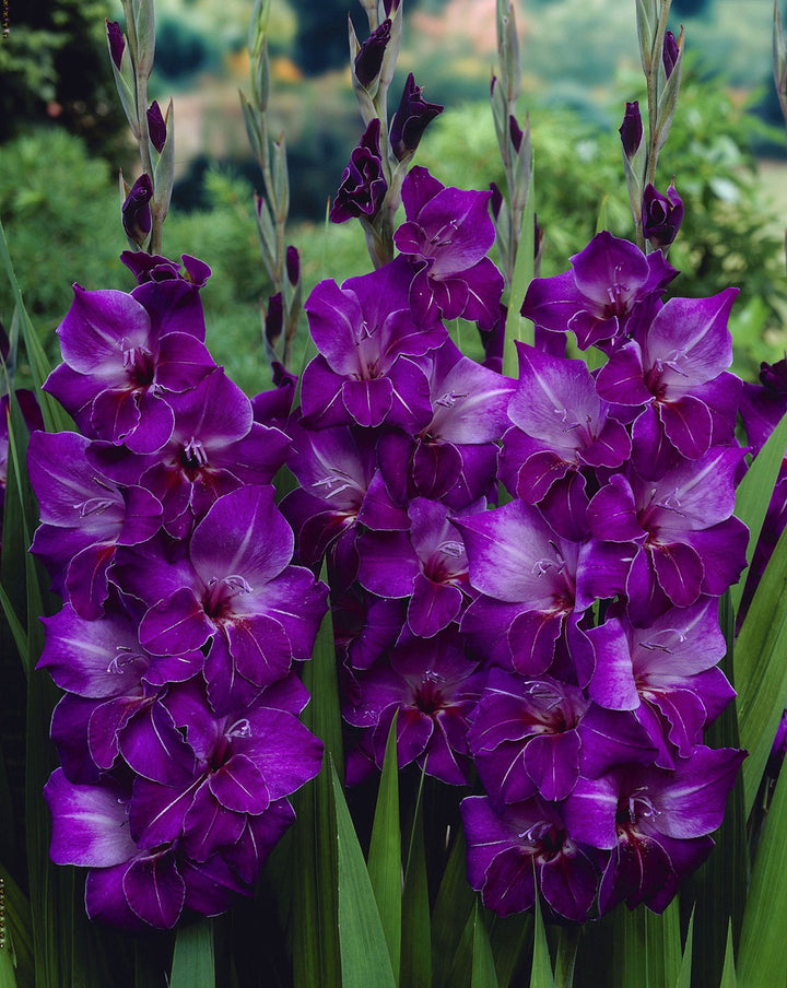 Gladiolus Flower Seeds Purple Heirloom Non-GMO High Germination Organic Garden Seeds for Planting